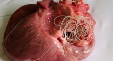 Jak se zbavit telat od červů?